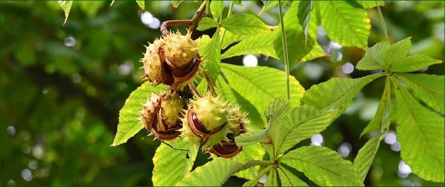 Chestnut